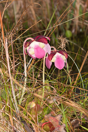 Side view of Sarracenia purpurea pitcher plant with flowers. Photo taken in the Blackwater River area of northwest Florida