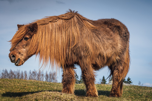 32 year old Icelandic horse with extremly long fur and mane almost like a mammoth