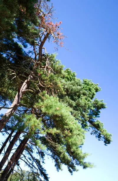 Canopy of a dead and several living pinetrees in Klitplantage nature reserve on Laesoe island
