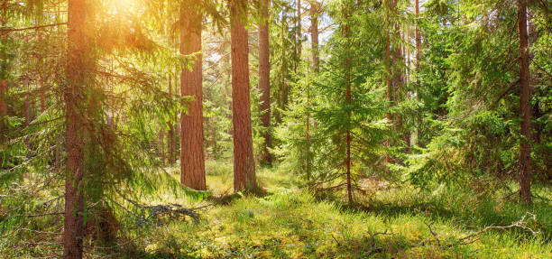 istock pine and fir forest panorama 678627726