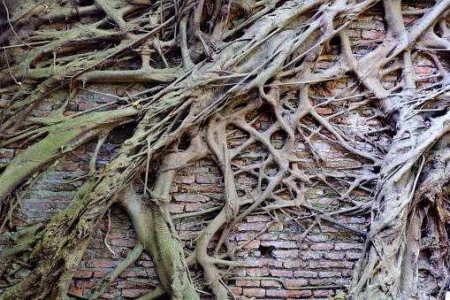 Tree Root On The Old Brick Wall Background.