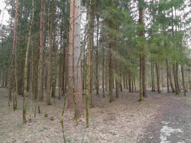 istock Spring cloudy and gloomy forest in Northern Asia. April 678634590