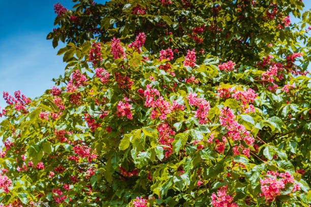 Flowering red horse-chestnuts trees in the park on a sunny springtime day.