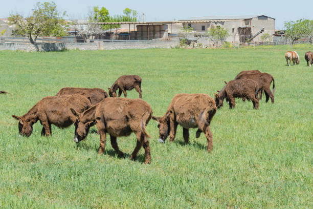 Dark brown donkeys in the meadows of the Murgia. Puglia. Italy