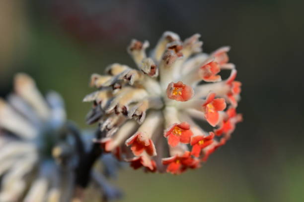 istock Edgeworthia chrysantha / Oriental Paper Bush 678638060