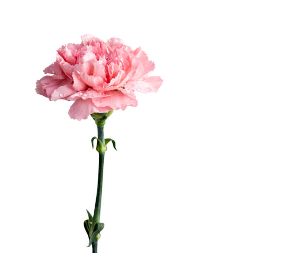 istock Pink carnation flower isolated on white background with clipping path 678639766
