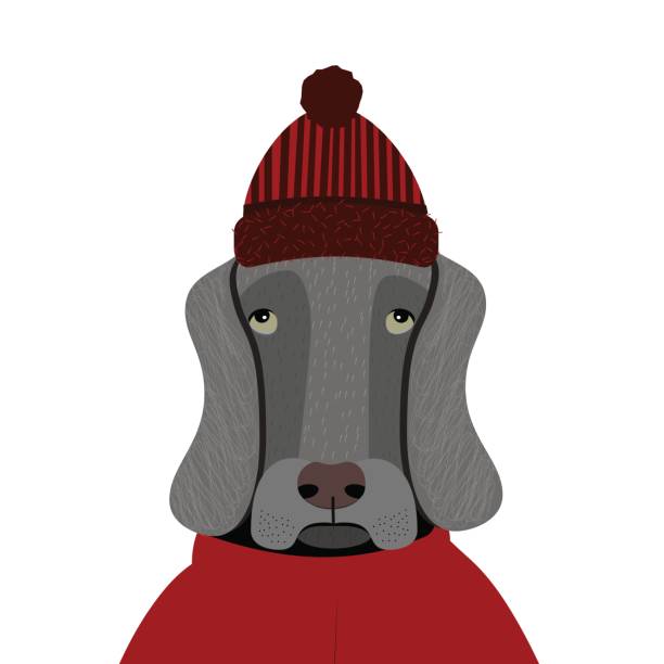 ilustrações, clipart, desenhos animados e ícones de triste cachorro - weimaraner dog animal domestic animals