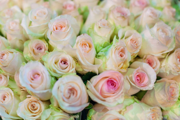 istock Buds of gentle roses close up 678645866