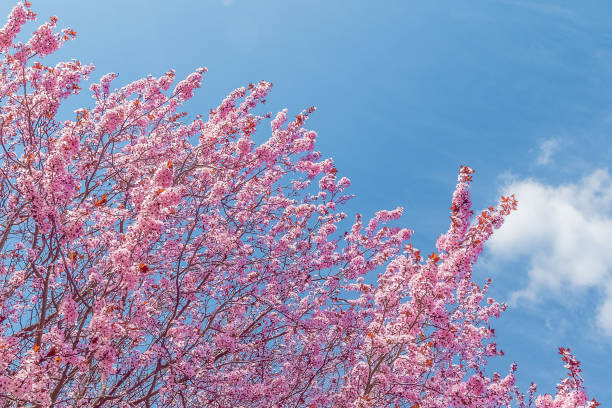 istock spring tree with pink flowers almond blossom on blue sky background 678670186
