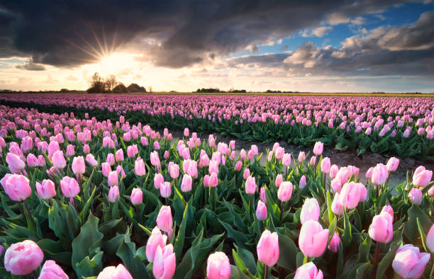 istock sunshine over pink tulip field, Netherlands 678670780