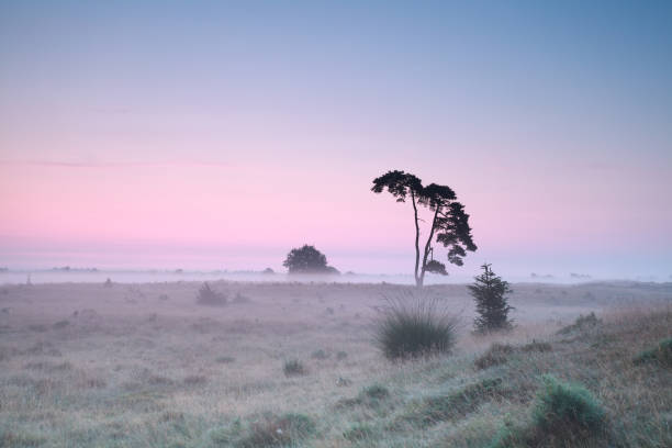 istock serene misty sunrise on meadow with pine 678670840