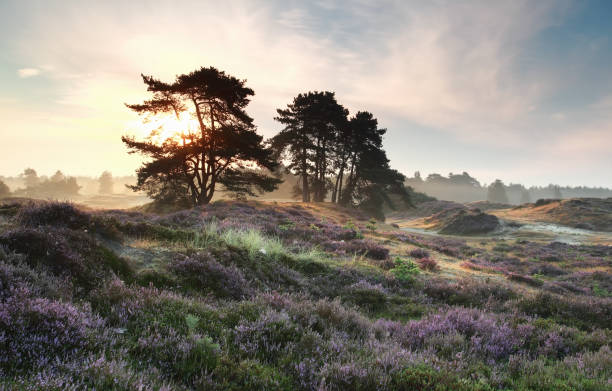 istock pine trees and heather flowers at misty sunrise 678670858