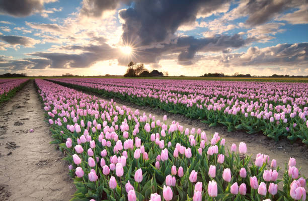 istock sunshine over tulip field, Netherlands 678671070