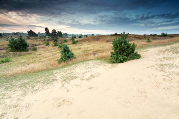 istock little pine trees growing on dunes, Drenthe, Netherlands 678671142