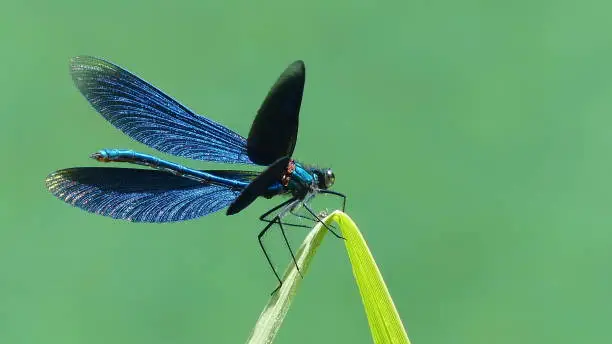 Close-up of a beautiful opend Blue-winged Demoiselle Calopteryx virgo Dragonfly.