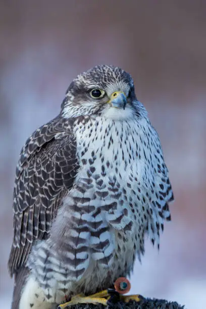 The gyrfalcon, also spelled gerfalcon, is a bird of prey, the largest of the falcon species. The abbreviation gyr is also seen in the literature. It breeds on Arctic coasts and tundra, and the islands