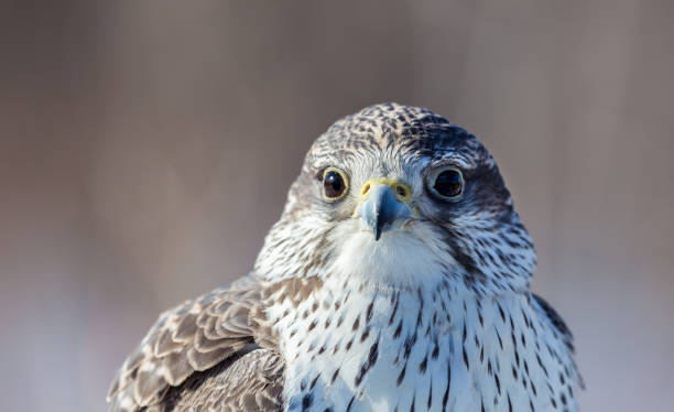 istock Gyrfalcon, rare falcon from northern Quebec. 678680970