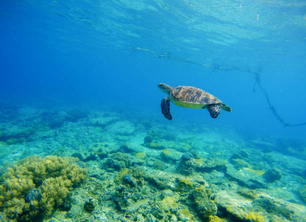 istock Wild turtle swimming underwater in blue tropical sea. 678689338