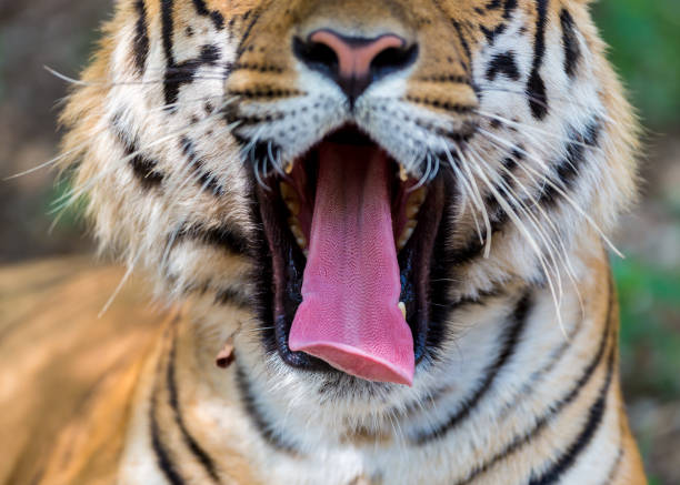 istock Tiger portrait, India. 678690090