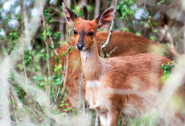 Female Bushbuck peering through the bushes. Female Bushbuck hiding in the forest area along hilltop camp., KZN bushbuck photos stock pictures, royalty-free photos & images