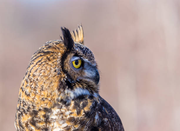 istock Great Horned Owl. 678696634
