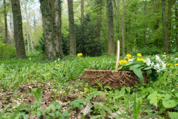 Basket with collected wild herbs in the forest