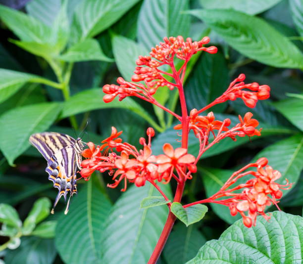 восточный тигр глотает бабочку. - tiger beauty in nature insects nature стоковые фото и изображения