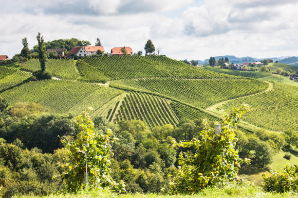 istock Wineyards in Styria, Austria 678697460