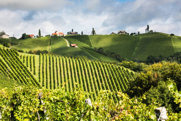 istock Wineyards in Styria, Austria 678697710