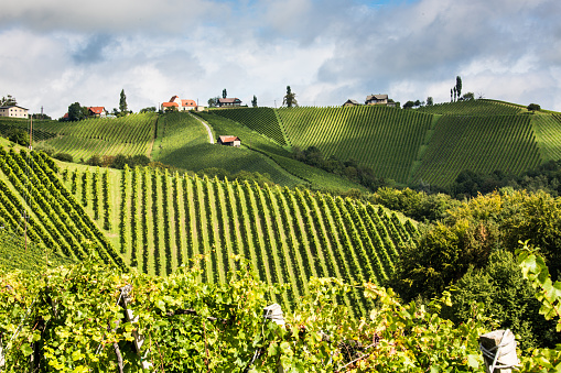 Wineyards in Styria, Austria