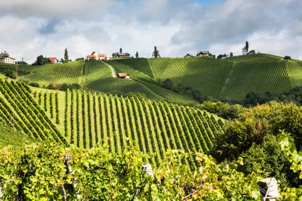 Wineyards in Styria, Austria, Styrian Wine Route