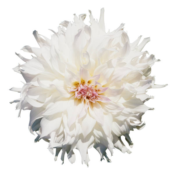 istock Beautiful tender white dahlia. Isolated on white background 678697760