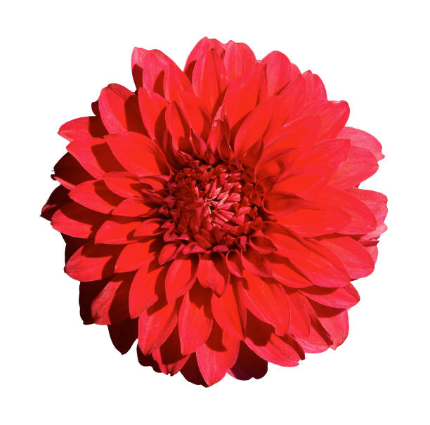 istock Beautiful red dahlia. Isolated on a white background 678697866