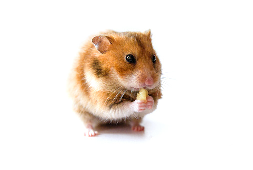 hamster eating a piece of banana  isolated on white background