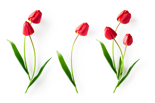 Red tulip flower with leaves collection isolated on white background. Spring garden flowers
