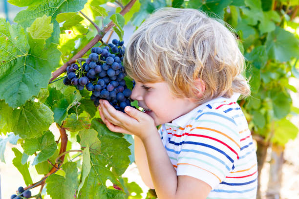 istock Happy blond kid boy with ripe blue grapes 678700902