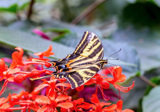 восточный тигр глотает бабочку. - tiger beauty in nature insects nature стоковые фото и изображения