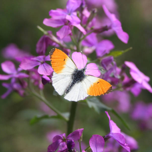 Anthocharis cardamines butterfly Anthocharis cardamines butterfly (farfalla aurora) on a pink flower anthocharis cardamines stock pictures, royalty-free photos & images