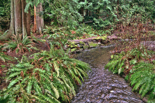 istock Creek in Old Growth Forest, British Columbia 678719910