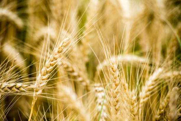 istock Yellow wheat field close up macro photograph 678730010