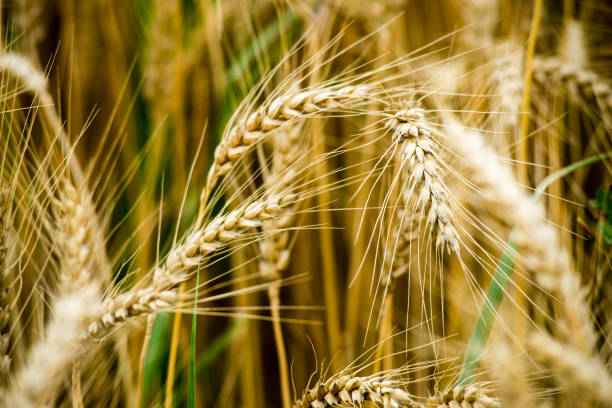 istock Yellow wheat field close up macro photograph 678730030