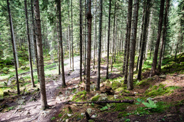 istock summer forest trees. nature green wood sunlight backgrounds 678730146