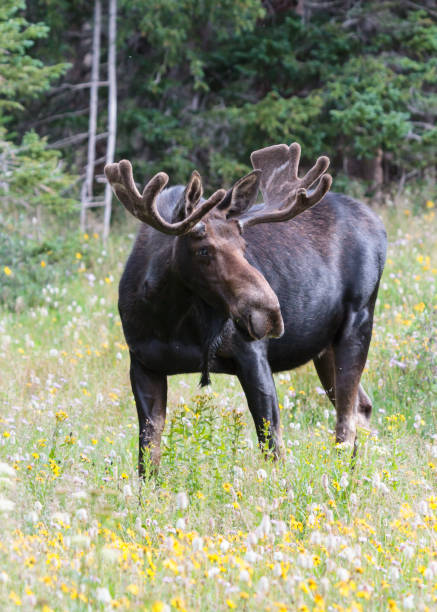 istock The Shiras Moose of Colorado 678743378