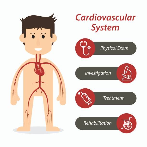 심장 혈관 시스템 및 의료 라인 아이콘 - pulse trace human cardiovascular system heart shape heart disease stock illustrations