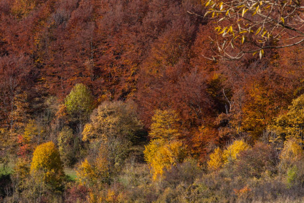 istock indian summer in south germany 678744264