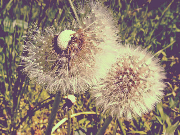 Seeds of dandelion.