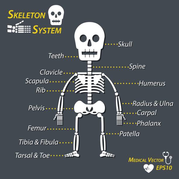 ilustrações de stock, clip art, desenhos animados e ícones de human skeleton and all name of bone (skull , cervical spine , humerus , radius , ulna , carpal , phalanx , teeth , clavicle , scapula , rib , pelvic , femur , patella , tibia , fibula , tarsal , toe ) - human bone the human body healthcare and medicine human skeleton