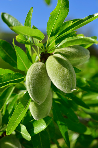 closeup of a branch of an almond tree with some green almonds