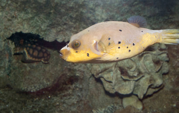 istock Yellow Puffer Fish Arothron Meleagris 678751332