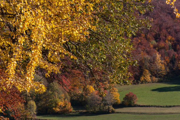istock indian summer in south germany 678751442